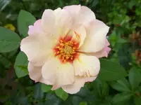 P1470621.webp