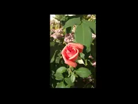 Rose 2015.webp