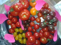 Ernte.webp