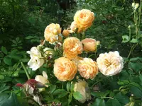 003.webp