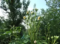 004.webp