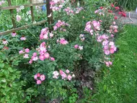 021.webp
