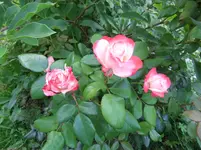 023.webp