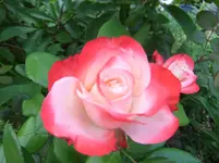 024.webp