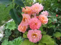 029.webp