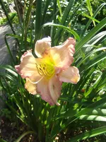 006.webp