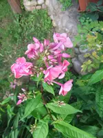 001.webp