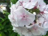 008.webp
