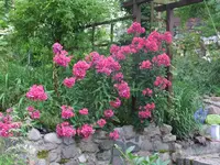 036.webp