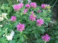 017.webp