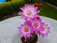 DSCF9043 (2).webp