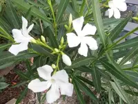 Bilda003.webp