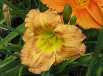 falsch_1067x800.JPG