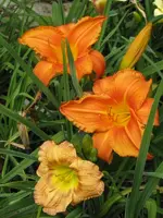 034_600x800.JPG