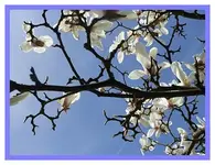 027.webp