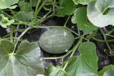 IMG_6823.jpg