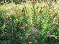 003.webp