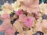 Bilda111.webp