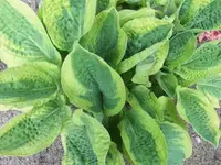 Bilda127.webp