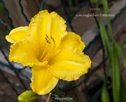 IMG_3211.jpg