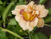 IMG_3217.jpg