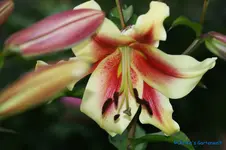 comp_DSC04304.webp
