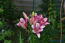 comp_DSC04305.webp