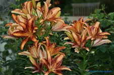 comp_DSC04306.webp