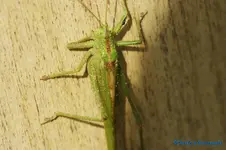 comp_DSC04311.webp