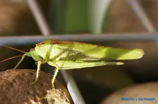 comp_DSC04313.webp