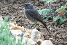 DSCF2389 (2).webp