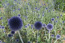 DSCF2374.webp