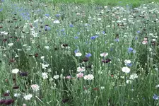 DSCF2382.webp
