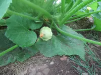 IMG_0475[1].webp