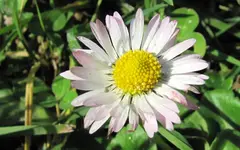 IMG_0244v.webp