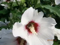 P7250849.webp