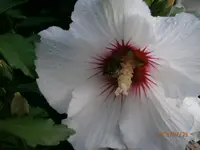 P7250851.webp