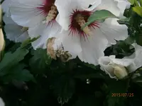 P7250852.webp