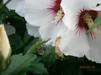 P7250853.webp