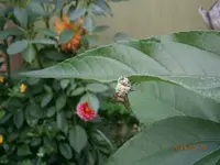 P7250854.webp