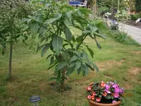 P7250860.webp