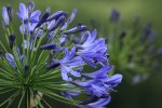 Agapanthus_blau2_800.JPG