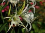 Nerine_Wassertropfen_Blüte_weiss_2 of a kind_2_800.JPG