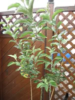 IMG_0508.webp