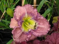 palace garden beauty2_1067x800.webp