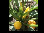 Zucchettis Gelb mit Frucht+Blüten M&W.jpg