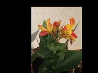 C.Tangerine 2015.webp