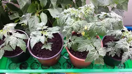 20150725_152831.webp