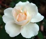 2015_07_25_Clair_Renaissance_Blüte.jpg