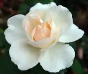 2015_07_25_Clair_Renaissance_Blüte.jpg